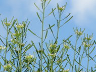 Thale cress plant, Arabidopsis thaliana