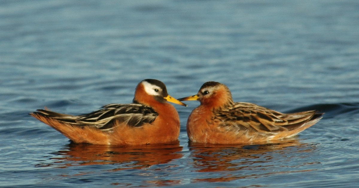 Red phalaropes sometimes up for another male's offspring |