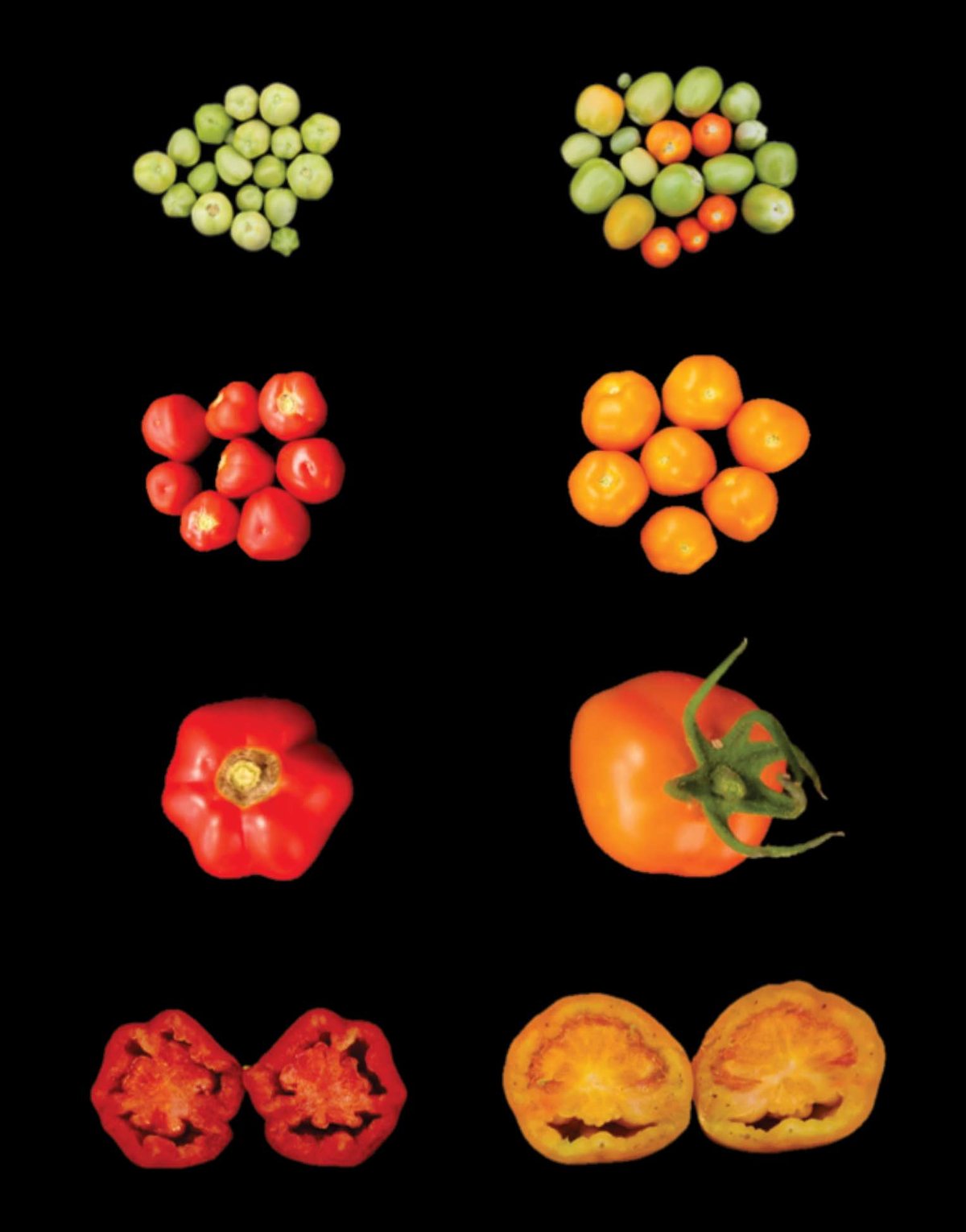 What carotenoids have do plant yield and tolerance | Max-Planck-Gesellschaft