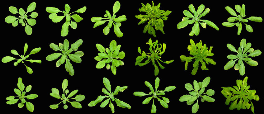 Verschiedene Mutatanten der Ackerschmalwand (Arabidopsis thaliana)