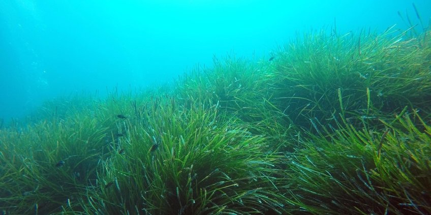Seagrasses continue to release methane after their die-off