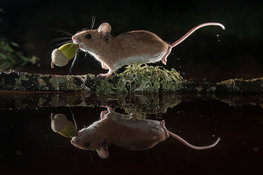 A wild mouse found an acorn and carries it in its mouth.  The animal is reflected in the water.