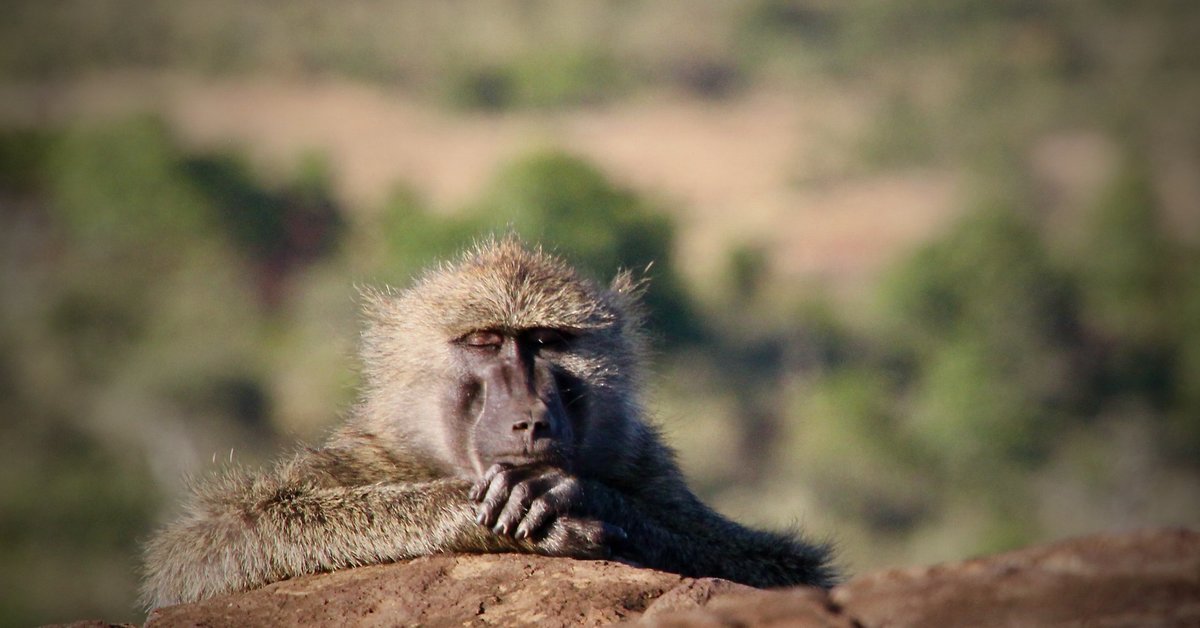 Sleep study on a troop of wild baboons | Max-Planck-Gesellschaft