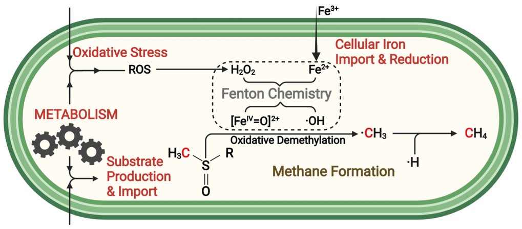 ROS-driven methane formation in cells. Reactive oxygen species (ROS) such as hydrogen peroxide (H2O2) are generated during cellular metabolism and their production is enhancedby oxidative stress. Cells need iron for survival and reduce iron(III) [Fe3+] to iron(II) [Fe2+]. The interaction of ROS and Fe2+ leads to the Fenton reaction and thus to the formation of highly reactive tetravalent iron (FeIV) compounds and hydroxyl (-OH) radicals. These, in turn, attack methylated sulfur or nitrogen compounds (e.g. methionine), which are produced by cells or taken up from the environment. In doing so, a methyl radical (•CH3) is formed by oxidative demethylation, which then, by abstraction of a hydrogen atom (e.g., from other hydrocarbons), reacts to methane (CH4). 