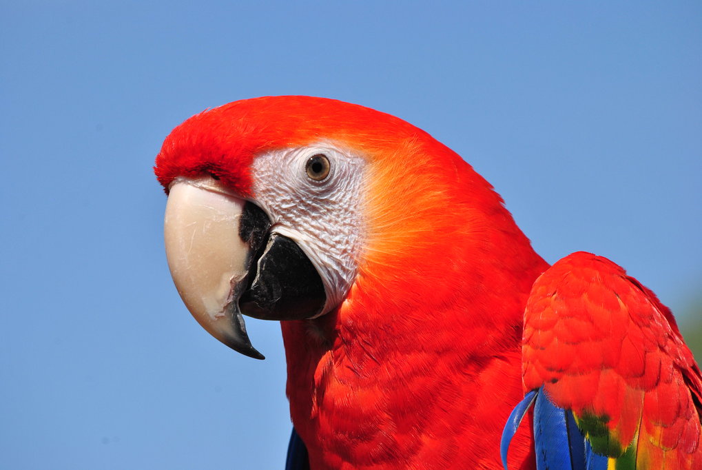 Parrot Parrots