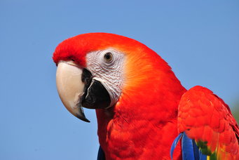 Unravelling the mystery of parrot longevity | Max-Planck-Gesellschaft