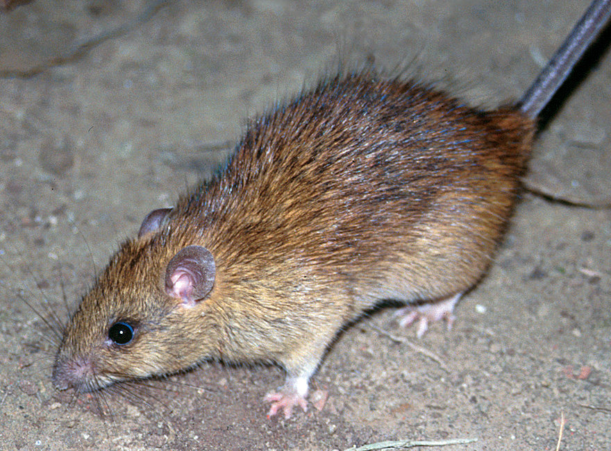 Spread of black rats was linked to human historical events