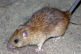 The spread of the black rat was closely related to the Romans