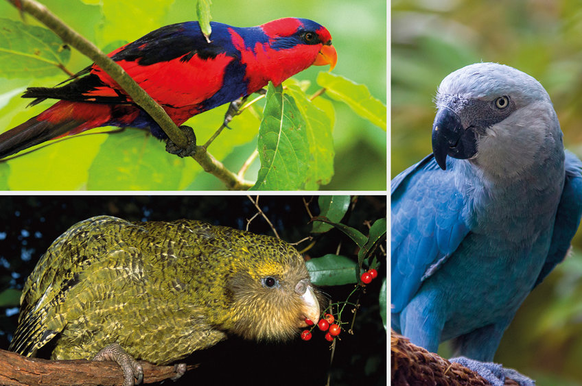 Endangered: Diademlori (top left), Spix's Macaw (right) and Kakapo (bottom left).