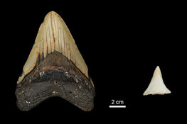 The great white shark may have contributed to the extinction of the megalodon