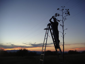 To collect the nocturnal odor of agave flowers, individual flower umbels on the up to five-meter-high inflorescence are enclosed in foil bags at sunset and connected to a mobile odor collection system.