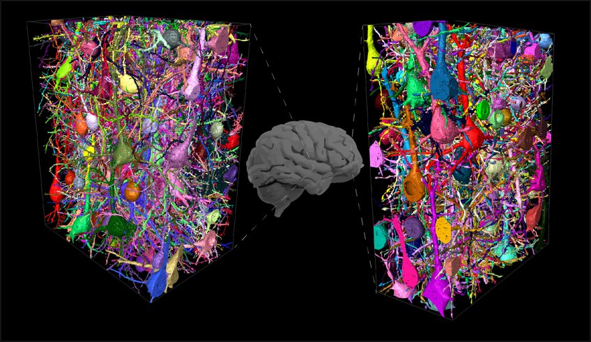Human neuronal networks, mapped from different parts of the cerebral cortex. Connectomic comparison to mouse revealed massively expanded interneuron-to-interneuron networks in human.