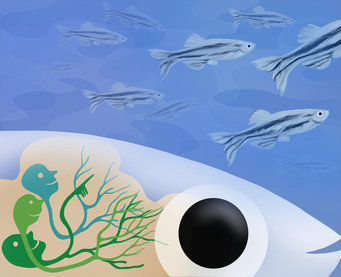 Illustration of a fish head with eye and brain cells. Several zebrafish in the background.