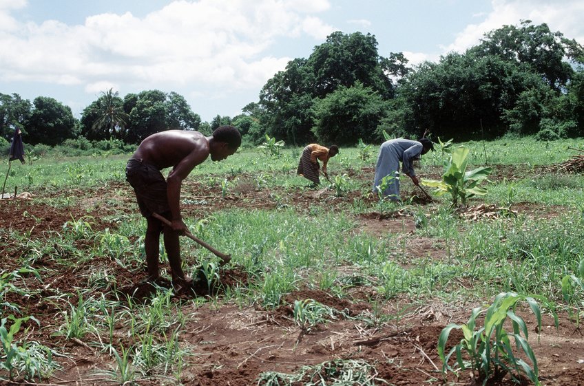 Bantu man and women working the fields near Kismayo in Somalia.