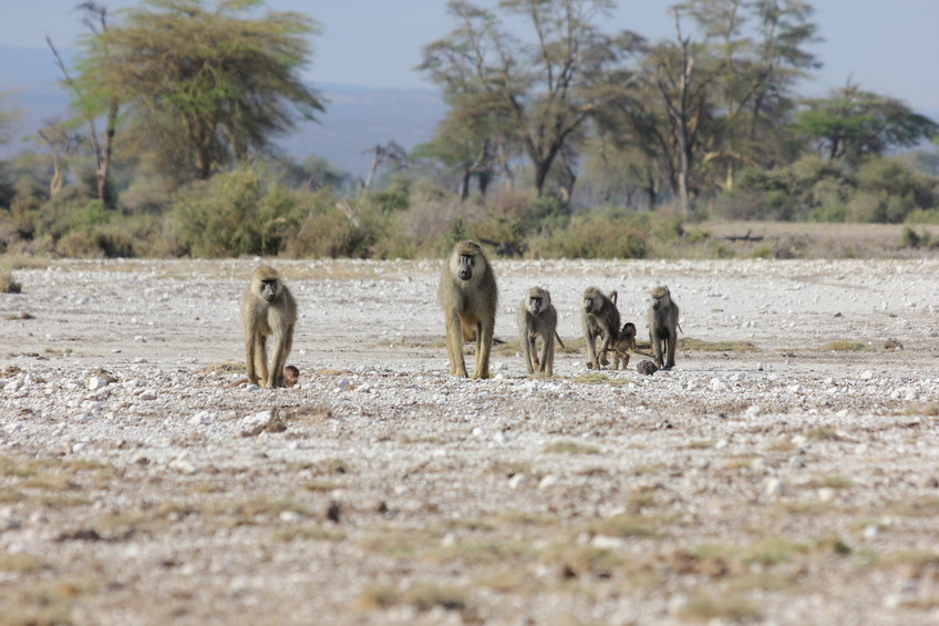 A troop of baboons stroll through the savannah
