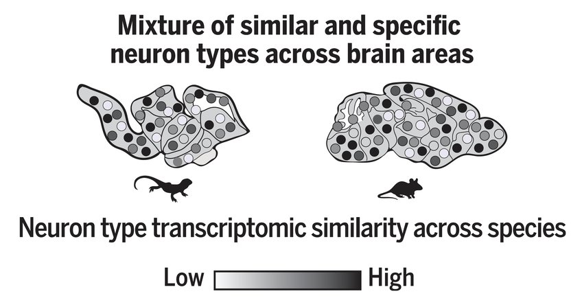 Reptiles and mammals are evolutionary separated by over 300 million years. Max Planck scientists generated a cell type atlas from the brain of a lizard. Computationally integration of this data with mouse transcriptomics revealed that multiple brain areas contain mixtures of similar and divergent neurons, suggesting ubiquitous neuron diversification in these brain regions.