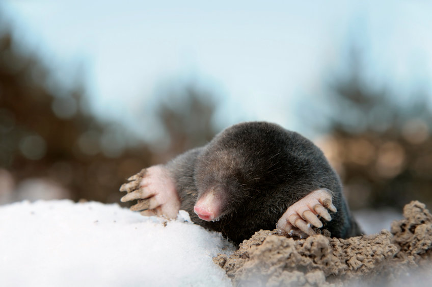 European moles are the latest species of mammal known to reversibly shrink thier brains before winter.