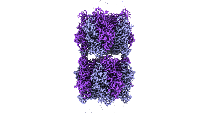 Cryo-electron microscope image of two Rubisco complexes interacting with each other. If a subunit essential for solubility is missing, individual enzyme complexes can interact with each other in this way and form thread-like structures, so-called fibrils. Under normal conditions, however, Rubisco does not form such fibrils.