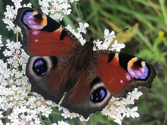 A peacock butterfly (Aglais io) has eyespots on the upper surface of each forewing and hindwing that appear to look you in the eyes.