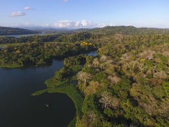 Regenerating forest, Panama
