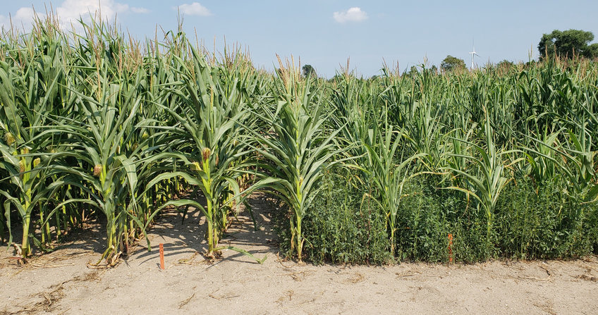 Heavy infestation by waterhemp strongly reduces corn growth (right rows) compared to corn plants that do not have to compete with waterhemp (left rows)