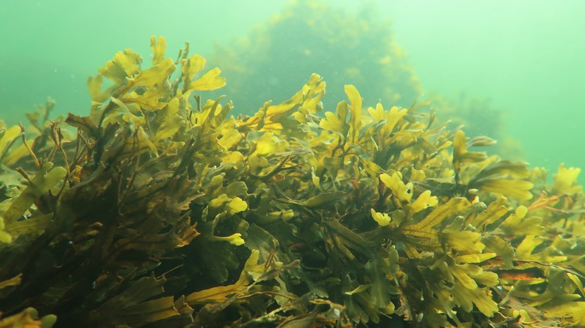 Bladderwrack (Fucus vesiculosus) is also encountered on Germany's coasts, for example on Helgoland. The researchers from Bremen conducted their investigations in Finland. 
