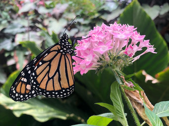 Monarch butterfly (Danaus plexippus) on a milkweed plant. The herbivores, which are host plant specialists, ingest plant toxins and store them in their bodies. Their bright colouration signals to predators that they are toxic. However, storing plant toxins is also physiologically costly for this species.