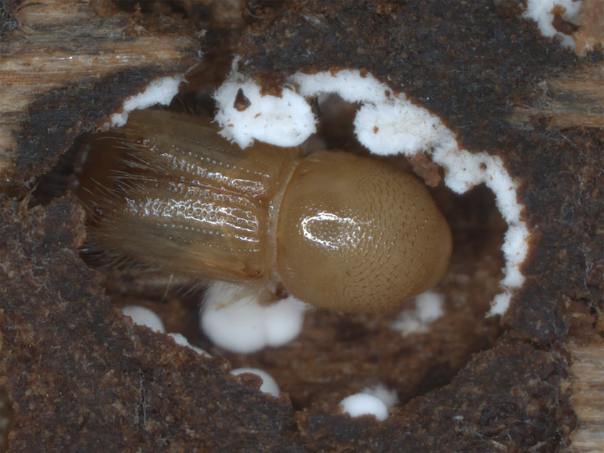 European spruce bark beetle Ips typographus: The newly hatched young adult is still in the so-called pupal chamber at the end of the tunnel it created as a larva. It is surrounded by spores of a symbiotic fungus.