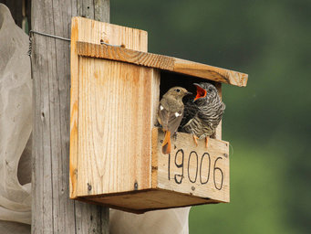 A wooden nest-box with two birds sitting at the entrance, looking at each other.