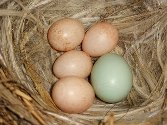 Close-up of five bird eggs in a nest. Four eggs are pink, one egg is light-blue.
