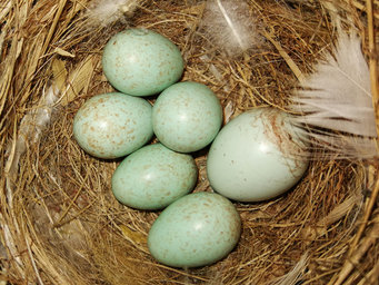 Close-up of five bird eggs in a nest. All eggs are blue in color, one egg slightly paler and larger than the others.
