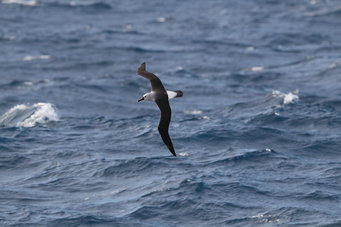 An Atlantic yellow-nosed albatross.This species was found to fly within the eye of the storm for twelve hours to avoid strong winds.