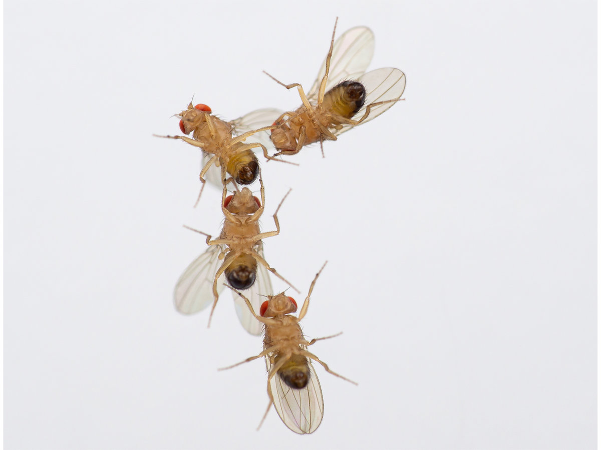 Researchers Discover How Fruit Flies Know to Mate with Their Own