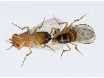 Copulation attempt of two Drosophila males.