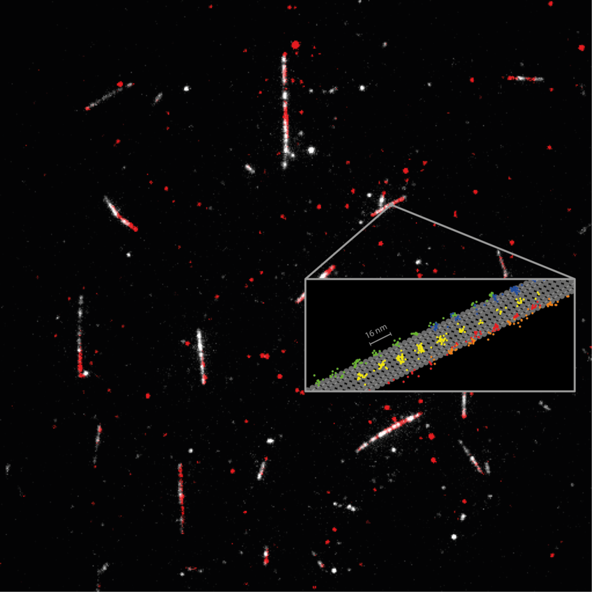 Detailed measurement of how the motor protein kinesin-1 (red) walks on microtubules (white). Tracking of the 2D movements of individual kinesin-1 dimers (color coded on the sketch) at physiological ATP concentrations revealed key details of how the protein walks in individual lanes. MINFLUX facilitated near protofilament tracking of the motor protein on the microtubule (sketched in grey).