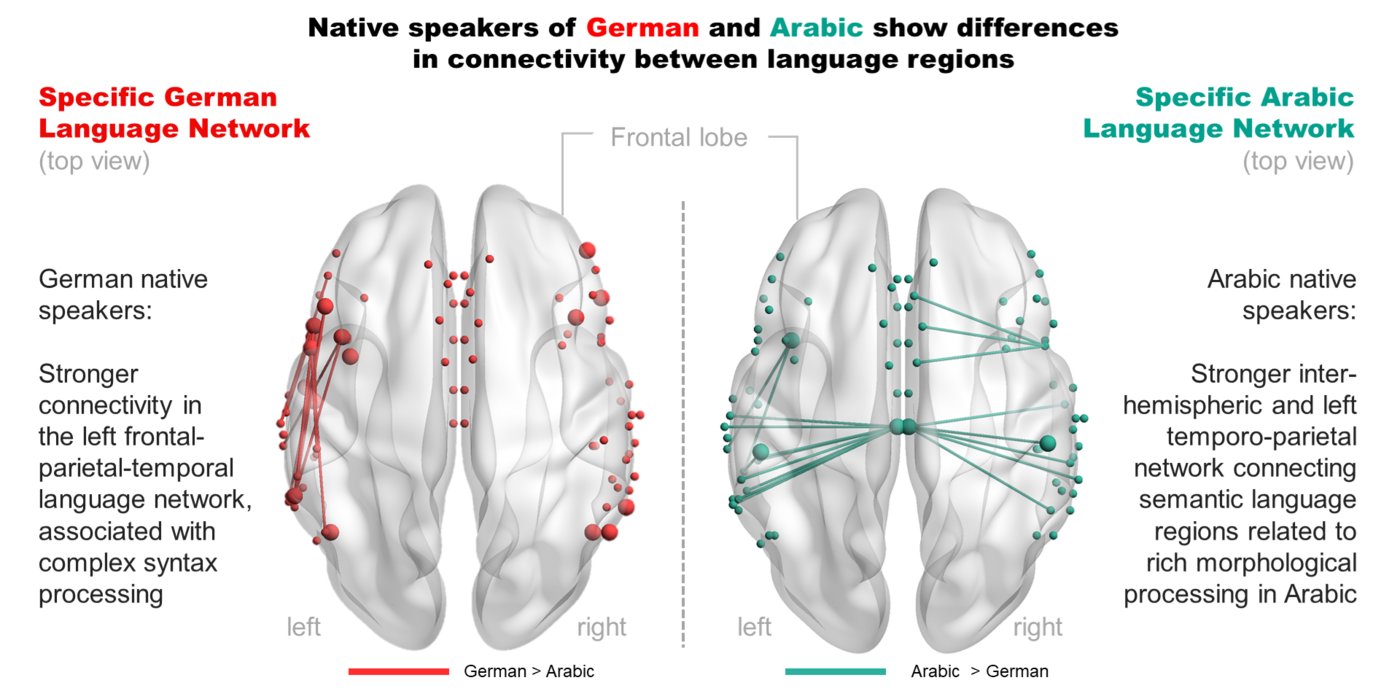 Map of enhanced wiring in the brain of German and Arabic native speakers. 