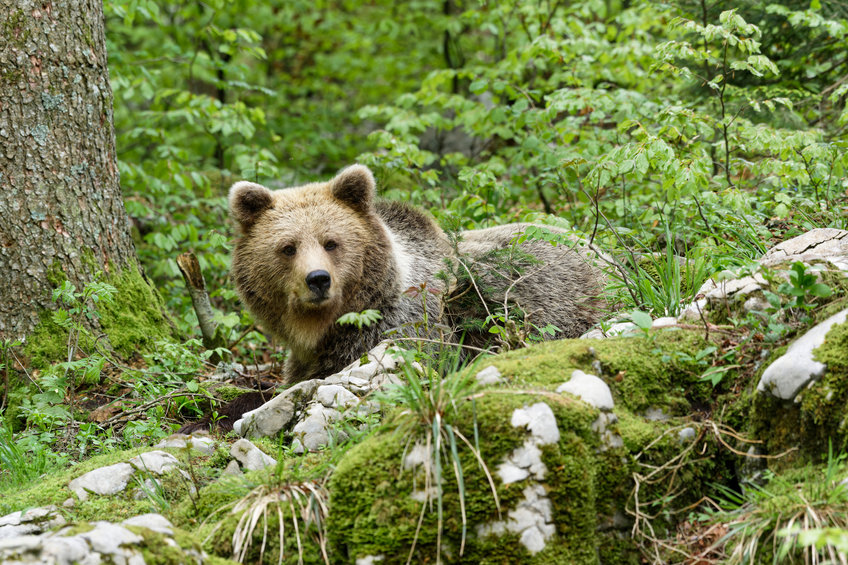 Brown bear in the wilderness.