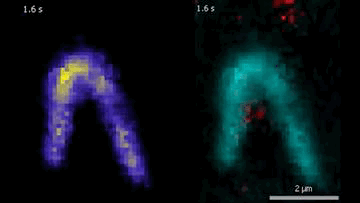 The DNA is labeled with fluorescent dyes and tethered to a glass surface on both ends to observe it in a microscope. The videos show how the Protein Smc5/6 extrudes DNA loops in real-time. In the left video, it can be seen that the Smc5/6 protein (red) binds to the DNA (cyan) and then starts to extrude the loop.