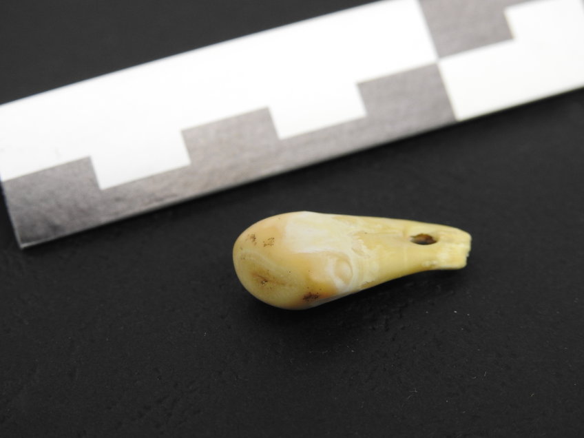 Pierced deer tooth discovered from Denisova Cave in southern Siberia that yielded ancient human DNA.