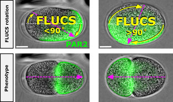 Optically controlled rotation of a worm embryo in its eggshell using FLUCS
