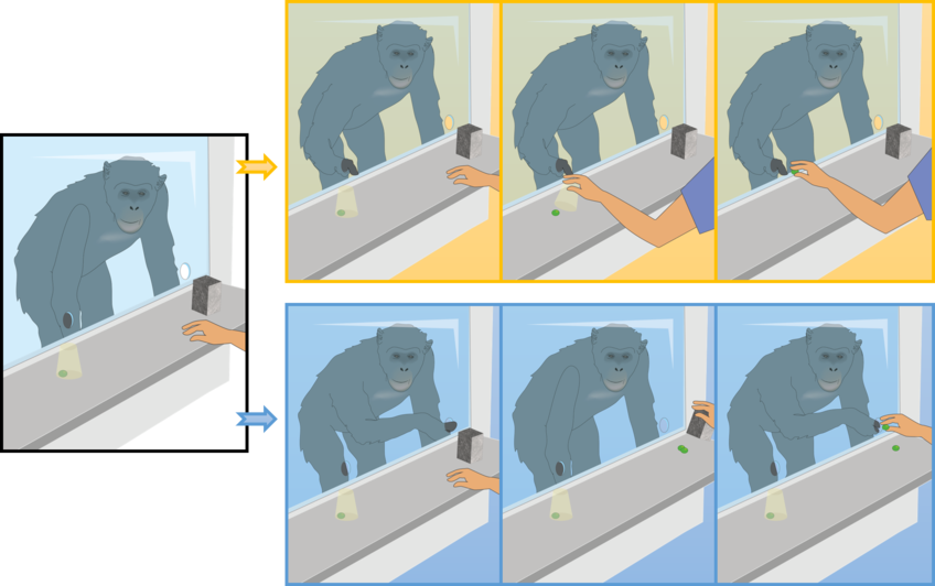 Representation for study 3 in which apes can either choose the transparent cup and obtain a grape (the usual outcome during the pre-test phase) or choose the opaque cup and obtain two grapes (the usual outcome during the test phase).