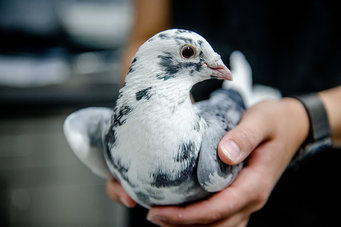 A white and grey pigeon carefully held in the hands of a person.