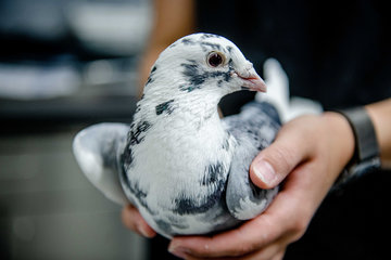 Eine weiß-graue Taube vorsichtig gehalten in den Händen einer Person.