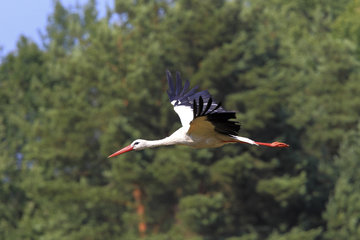 Stork flying