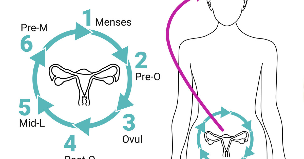 The menstrual rhythm of the brain. Research shows in the female brain,  regions important for memory and perception are remodeled in the course of  the menstrual cycle : r/science