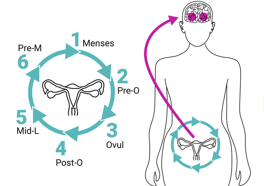 The menstrual rhythm of the brain