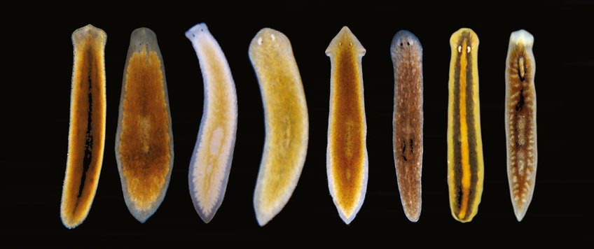 Planarian species, as pictured here, differ significantly in their ability to regrow body parts. Among other things, this could be related to the species' reproductive system. If they reproduce asexually by division, they need regenerative abilities; if they reproduce sexually and lay eggs, they do not require these abilities.