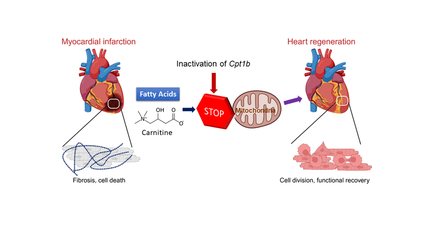 Cardiac regeneration becomes possible through reprogramming of