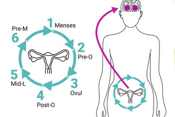 Der hormonelle Zyklus des Gehirns