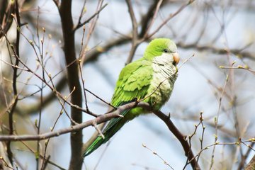monk parakeet in a tree